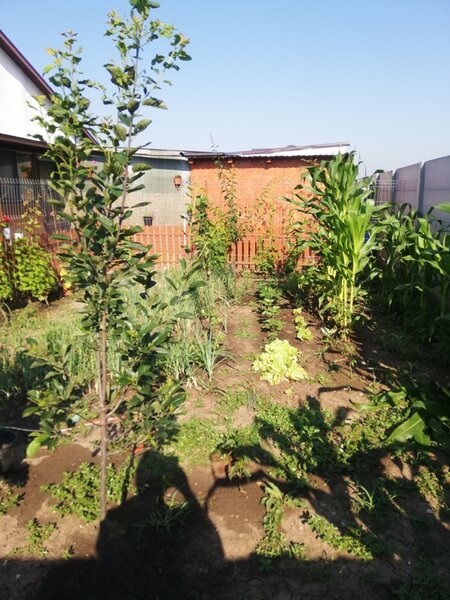 1 Decembrie, Ilfov, Lidl,